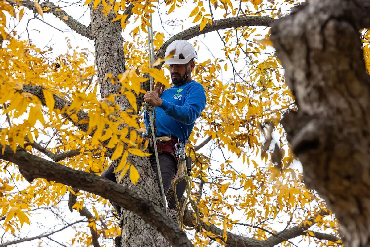 Skilled Tree Pruning crew working in Piedmont